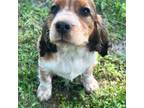 English Springer Spaniel Puppy for sale in Defuniak Springs, FL, USA