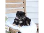 Pomeranian Puppy for sale in Romulus, NY, USA