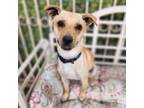 Adopt Sonny *Bonded with Rocky*- Chino Hills Location a Dachshund