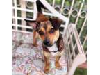 Adopt Rocky *Bonded with Sonny*- Chino Hills Location a Dachshund