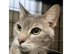 Adopt Chappell (C000-179) - Claremont Location a Domestic Short Hair