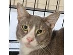 Adopt Julien (C000-180) - City of Industry Location a Domestic Short Hair