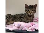 Adopt Cyrus (C000-173) - City of Industry Location a Domestic Short Hair