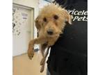 Adopt Theo - Claremont Location a Poodle