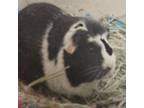 Adopt Billy - Chino Hills Location a Guinea Pig