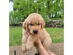 Golden Retriever Puppy for sale in Readyville, TN, USA