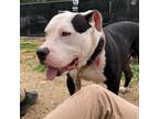 Adopt Larry a Pit Bull Terrier