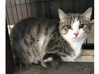 Rainbow Domestic Shorthair Young Female