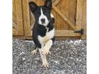 Adopt Nashville a Border Collie