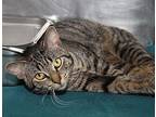 Speedway (Neutered) Domestic Shorthair Adult Male