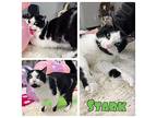 Stark Domestic Shorthair Young Male