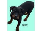 Adopt Buzz a Rottweiler