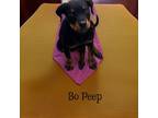 Adopt Bo peep a Rottweiler