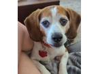 Adopt Tuck a Beagle