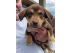 Adopt Checkers a Australian Shepherd