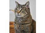 Cyrus Domestic Shorthair Adult Male