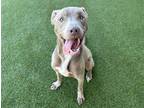 Adopt MUSHROOM a American Staffordshire Terrier, Mixed Breed