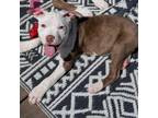 Adopt Bouchi a Hound, Pit Bull Terrier