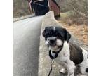 Adopt Magic (fka Fonzy) a Shih Tzu, Havanese