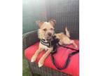 Adopt Stanley a Mixed Breed