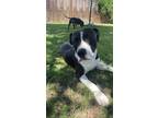 Adopt Tino (New Digs) a Pit Bull Terrier