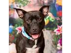 Adopt Argos a American Staffordshire Terrier