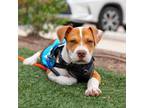 Adopt Charlie IV a Beagle