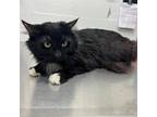 Benito Domestic Longhair Adult Male