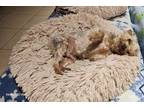 Adopt Teddy a Yorkshire Terrier