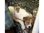 Adopt Wilmer ("Will") a Australian Shepherd, Jack Russell Terrier