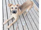 Adopt Landon a Black Mouth Cur