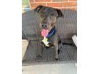 Adopt Chaos a American Staffordshire Terrier