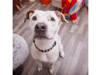 Adopt Mike a American Staffordshire Terrier