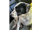 Adopt Asher a Labrador Retriever, Border Collie