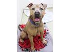 Canelo American Pit Bull Terrier Adult Male