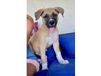 Adopt James a Shepherd, Mixed Breed