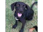 Adopt Millie a Labrador Retriever