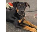 Adopt Marve a Labrador Retriever