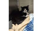 Gizmo Domestic Shorthair Adult Male