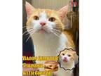 Bacon Quarter Pounder with Cheese Domestic Shorthair Adult Male