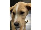 Adopt Arthur a Labrador Retriever