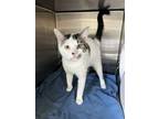 Adopt Patch a Domestic Short Hair