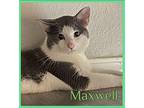 MAXWELl Domestic Shorthair Young Male