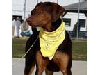 Adopt FALCON - Paws Behind Bars Trained a Doberman Pinscher