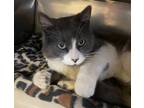 Adopt Fava a Domestic Short Hair