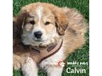 Adopt Swift Boys Litter: Calvin - Adoption Pending a Great Pyrenees