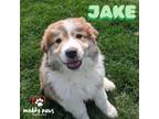 Adopt Swift Boys Litter: Jake - No Longer Accepting Applications a Great