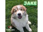 Adopt Swift Boys Litter: Jake a Great Pyrenees, Border Collie