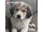 Adopt Swift Boys Litter: John a Great Pyrenees, Border Collie