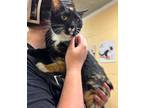 Madge Domestic Shorthair Young Female